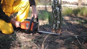 South Portland, ME Tree Care Company