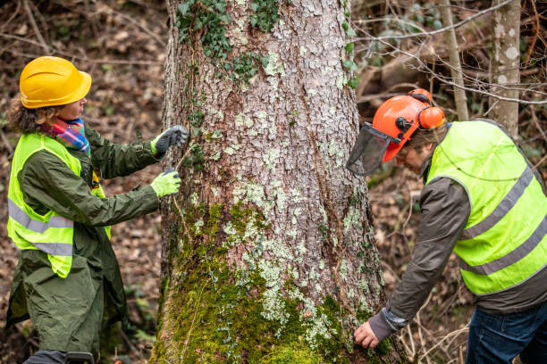 Tree and Shrub Care in South Portland, ME