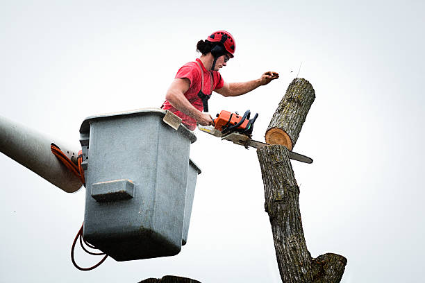 How Our Tree Care Process Works  in  South Portland, ME